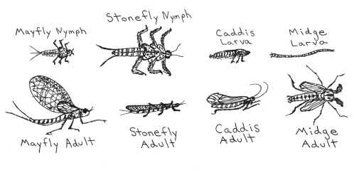 Aquatic Bugs Drawing